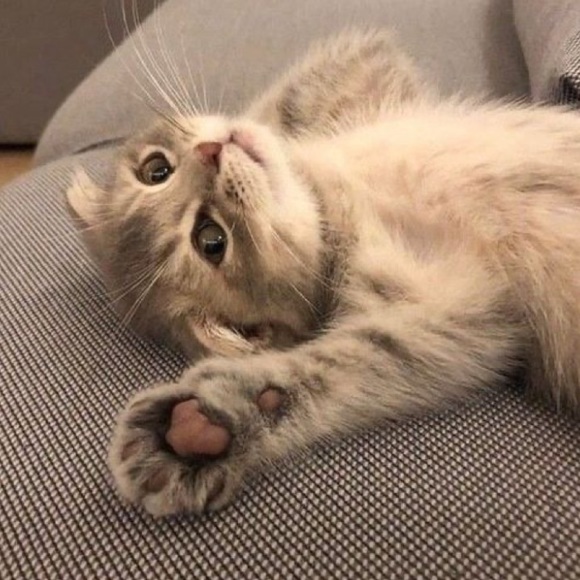 Like this post to be notified of my shows 😺 - Picture 6 of 11